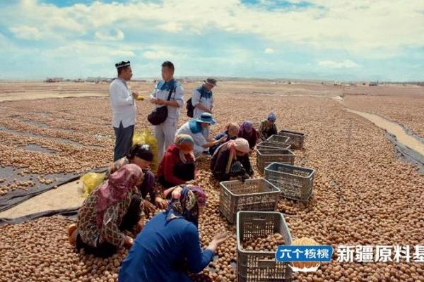 一颗核桃的富民路，养元饮品一亿公斤采购量绘就乡村振兴新图景 