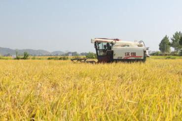 鲁花“乐地生”花生蛋白肽水溶肥水稻测产观摩会 在江西万年举行 