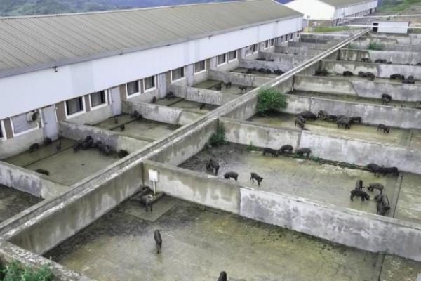 共创中国黑猪供应链新标杆，高金食品与叮咚买菜首批合作养殖黑猪成功出栏 