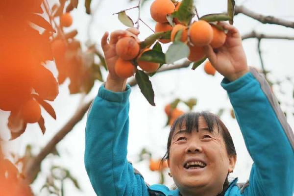 乡村全面振兴实践样本：从资源聚变到产业裂变 