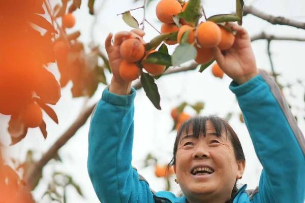 一枚柿子的“乡村变形记”