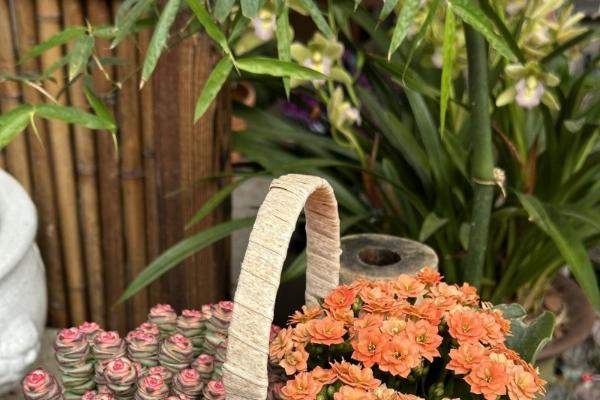 理性消费驱动细分市场，松典轻量级相机成双十一新焦点 