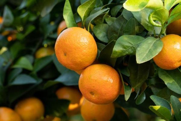 当砂糖桔遇上金秋，钱大妈秋季果篮子上新 