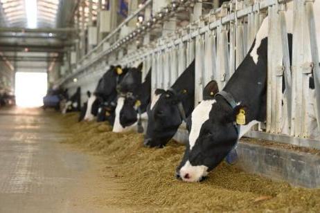 一杯“三元北京鲜牛奶”的70年坚守：三元用自有奶源筑牢品质护城