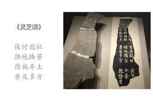 健康美业新标杆，“花小薇灵芝双养镇肤水”重塑健康美学 