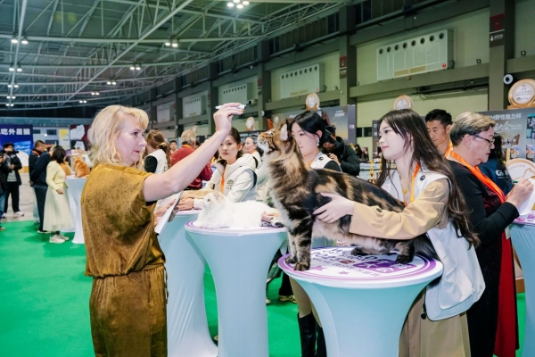 野性集结，魅力绽放！CHARM野性魅力杯2025千猫大会暨九大猫赛联合世界展圆满落幕 