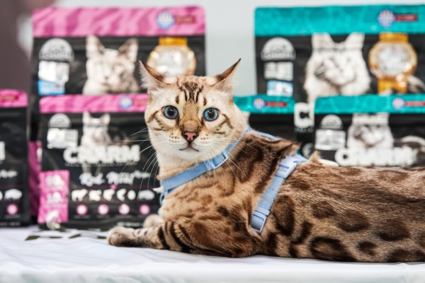 野性集结，魅力绽放！CHARM野性魅力杯2025千猫大会暨九大猫赛联合世界展圆满落幕 