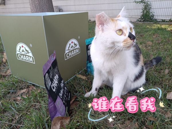 野性集结，魅力绽放！CHARM野性魅力杯2025千猫大会暨九大猫赛联合世界展圆满落幕 