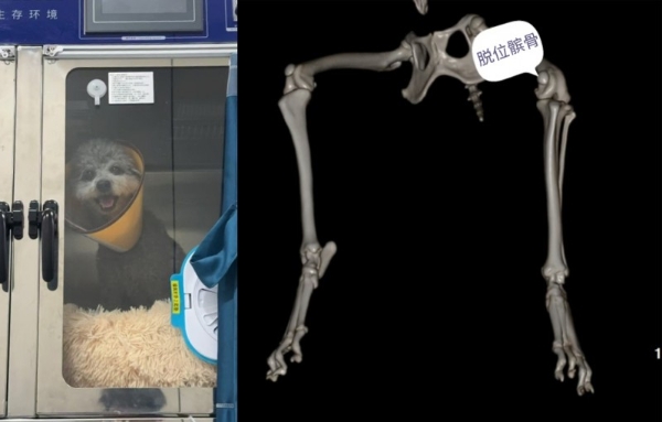 瑞派明星专科：重塑筋骨，守护生命的每一份支撑 