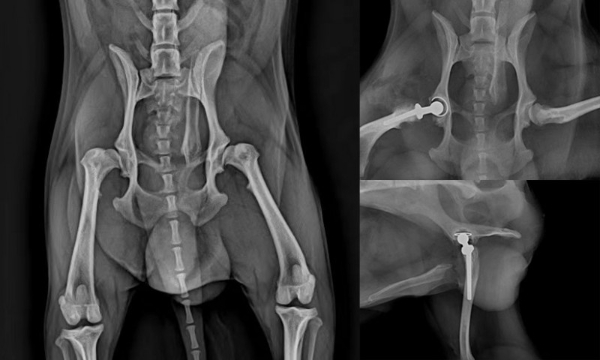 瑞派明星专科：重塑筋骨，守护生命的每一份支撑 