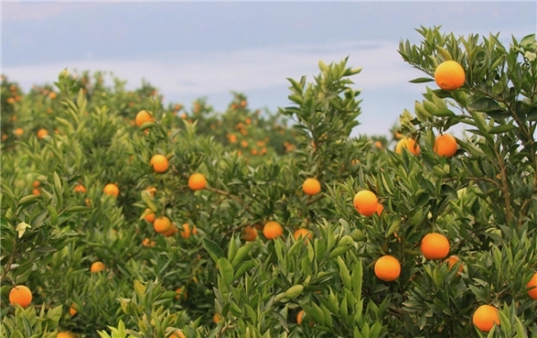 橙黄叶红映中原 巫山恋橙产业兴 ——巫山恋橙暨第十九届重庆长江三峡（巫山）国际红叶节郑州推介会圆满举行 