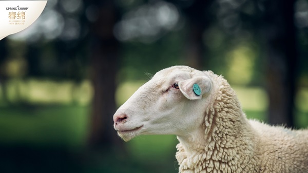 十年深耕铸就草饲绵羊乳标杆 Spring Sheep春绵乳业启新程 