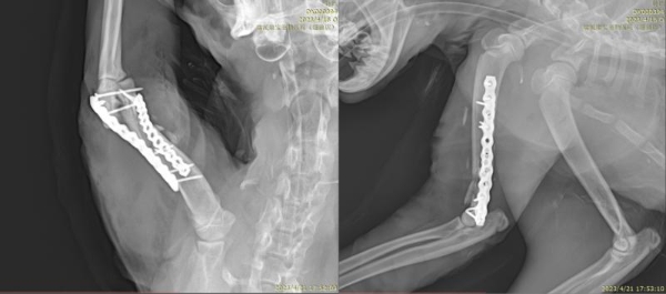 瑞派明星专科：精工修复，重建生命行动基石 