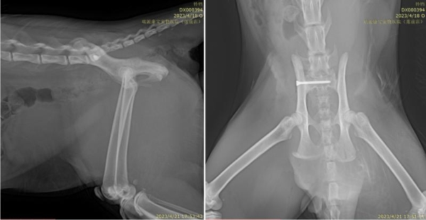 瑞派明星专科：精工修复，重建生命行动基石 