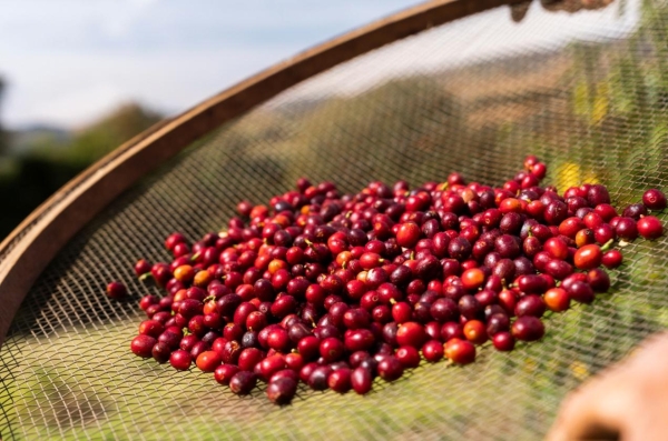 进博会上的一杯瑞幸，折射中国咖啡的全球版图 