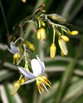 倩碧核心专研成分UP302获中国药监局批准，升级美白祛斑功效，开启功效护肤新纪元 