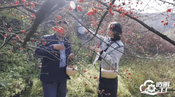 人民网“透明工厂”走进仲景宛西制药 探寻智能制造里的“古方新魂” 