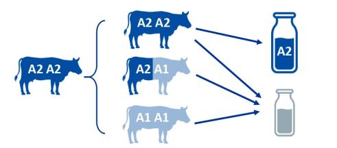 有机A2β-酪蛋白奶源vs普通奶源：三大优势读懂宝宝“第一口奶” 