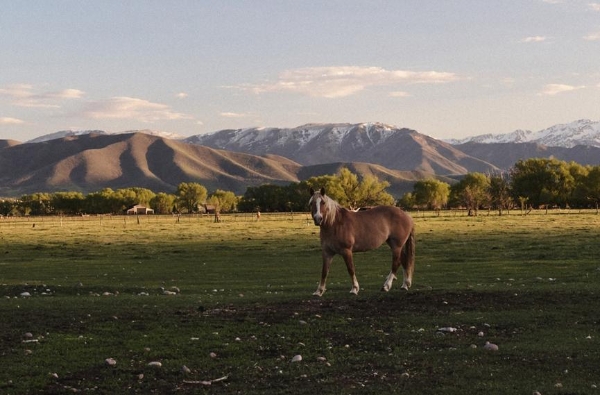 不止时尚，更是一种生活真理：解码Ralph Lauren的风格哲学 