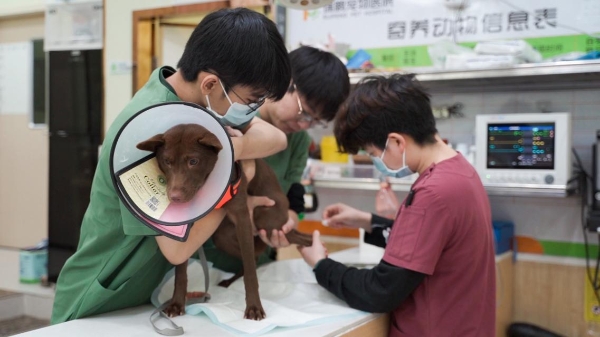 新瑞鹏携手公益伙伴助力“小流浪变身搜救犬”，以专业守护生命的另一种可能 