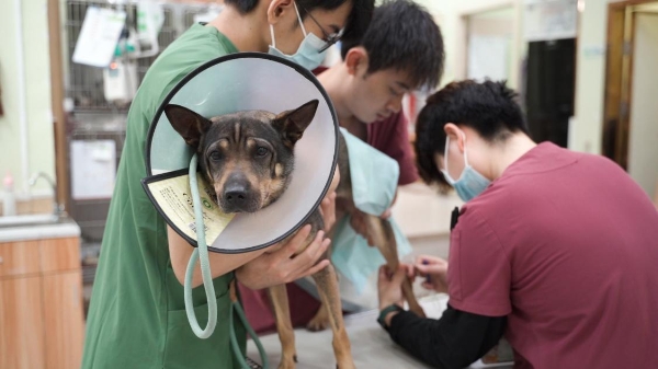 新瑞鹏携手公益伙伴助力“小流浪变身搜救犬”，以专业守护生命的另一种可能 