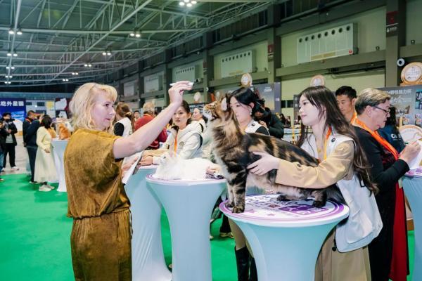 野性集结，魅力绽放！CHARM野性魅力杯2025千猫大会暨九大猫赛联合世界展圆满落幕 
