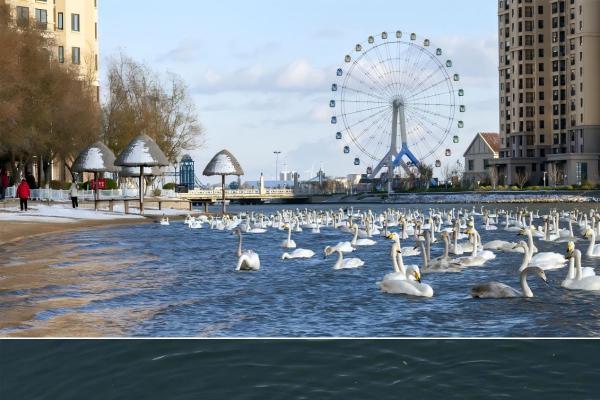 「那香海第二届天鹅童话节」来了！邀您闯入有雪有海有天鹅的冬日胜境~ 