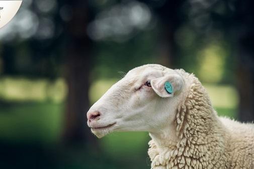 十年深耕铸就草饲绵羊乳标杆 Spring Sheep春绵乳业启新程 