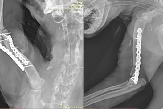 瑞派明星专科：精工修复，重建生命行动基石 