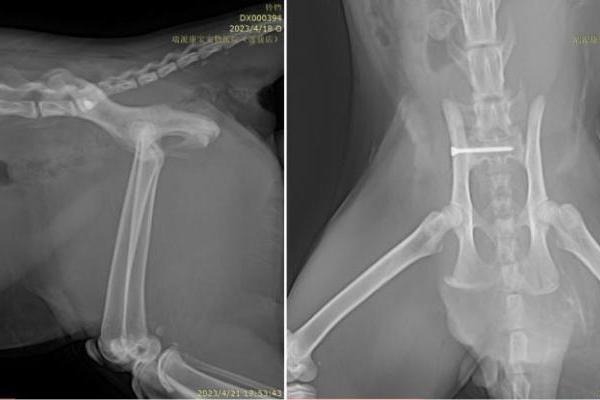 瑞派明星专科：精工修复，重建生命行动基石 