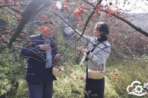 人民网“透明工厂”走进仲景宛西制药 探寻智能制造里的“古方新魂” 