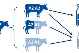 有机A2β-酪蛋白奶源vs普通奶源：三大优势读懂宝宝“第一口奶” 