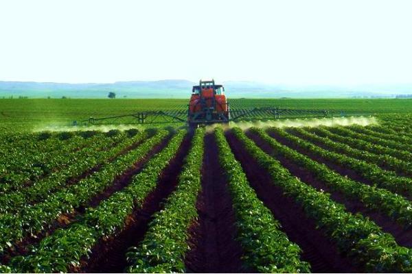 雪川荣获2025年农村创业项目大赛一等奖 “薯光”照亮产业振兴路 