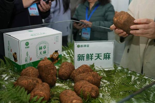 一株神草如何撬动亿万产业？毕节交出产业升级新答卷 
