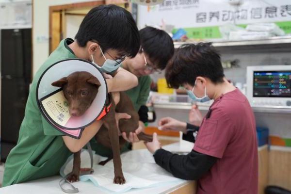 新瑞鹏携手公益伙伴助力“小流浪变身搜救犬”，以专业守护生命的另一种可能 