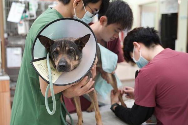 新瑞鹏携手公益伙伴助力“小流浪变身搜救犬”，以专业守护生命的另一种可能 