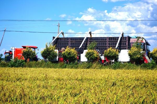 中国三星助力乡村振兴有“质”更有“智” 