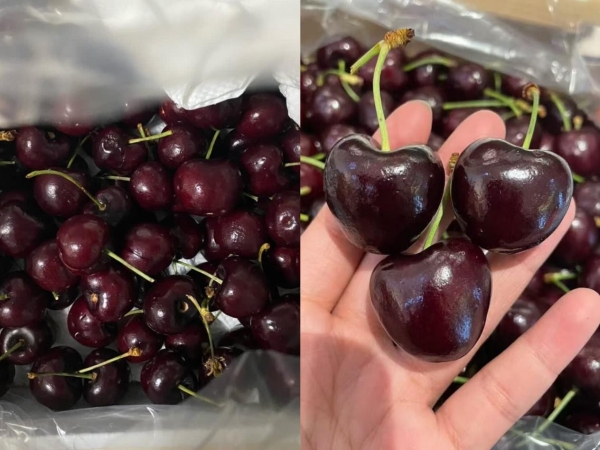 告别“不包邮”！京东生鲜车厘子首次配送进新疆，最快明日达 