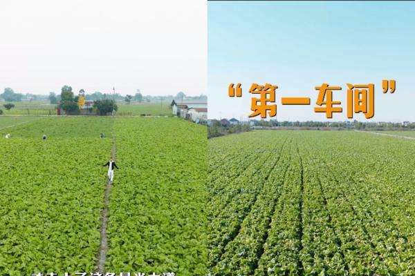 现场探秘：让信任被看见，统一老坛如何以内容共创开启透明新叙事 