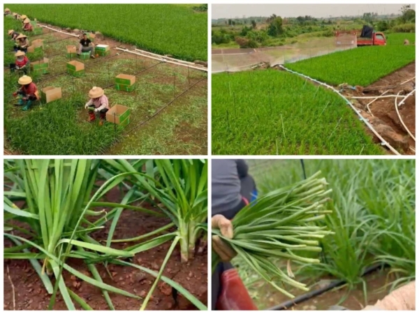 解锁南北鲜菜密码，家家悦农超对接领先全国 