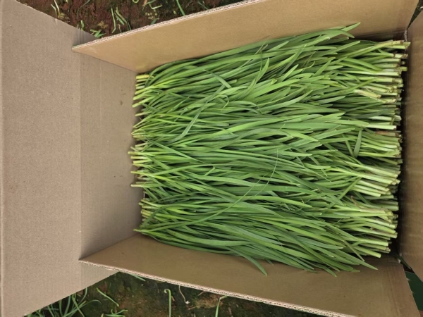 解锁南北鲜菜密码，家家悦农超对接领先全国 