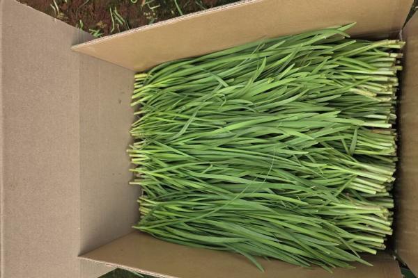 解锁南北鲜菜密码，家家悦农超对接领先全国 