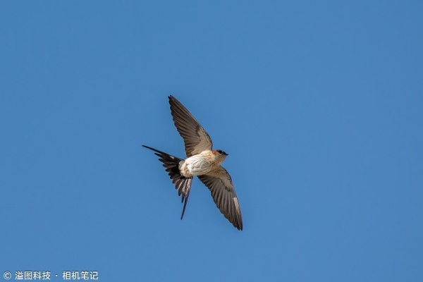  原厂F1.2杀入三千元后 佳能APS-C专微镜头如何选？ 