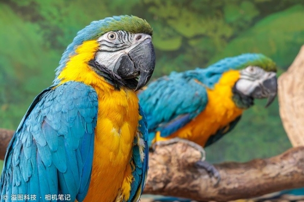  原厂F1.2杀入三千元后 佳能APS-C专微镜头如何选？ 