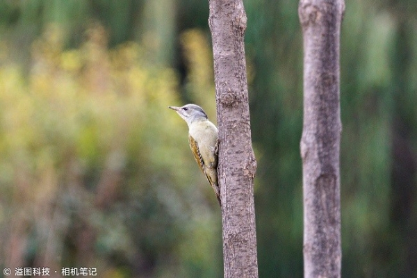  原厂F1.2杀入三千元后 佳能APS-C专微镜头如何选？ 