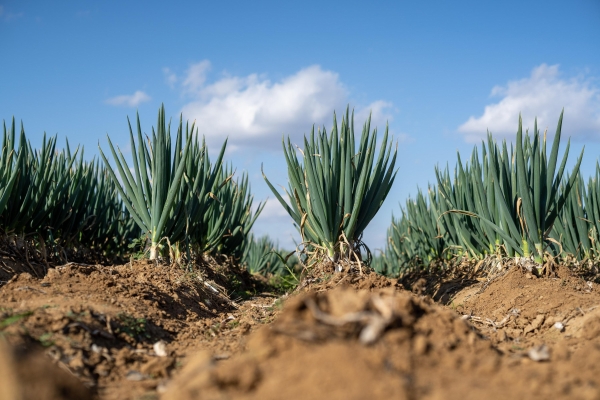 世界土壤日：朝日唯品发布《土壤白皮书》，20余年循环农作读懂土壤语言 