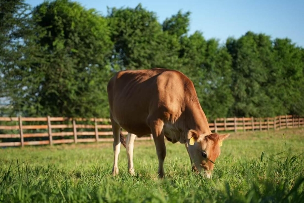 世界土壤日：朝日唯品发布《土壤白皮书》，20余年循环农作读懂土壤语言 