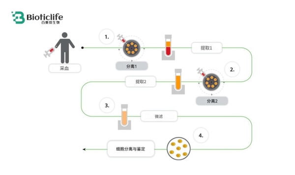 从动物模型到人体应用：百奥蒂推动再生医学关键跃迁 
