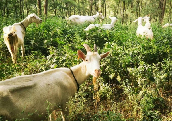 中老年健康焦点：如何应对钙流失与免疫力下降？富硒高钙羊奶粉提供双重守护 