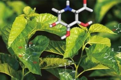 五和博澳用于多囊卵巢综合征治疗的桑枝总生物碱片（WH007）获批临床试验 
